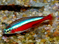 Cardinal Tetra